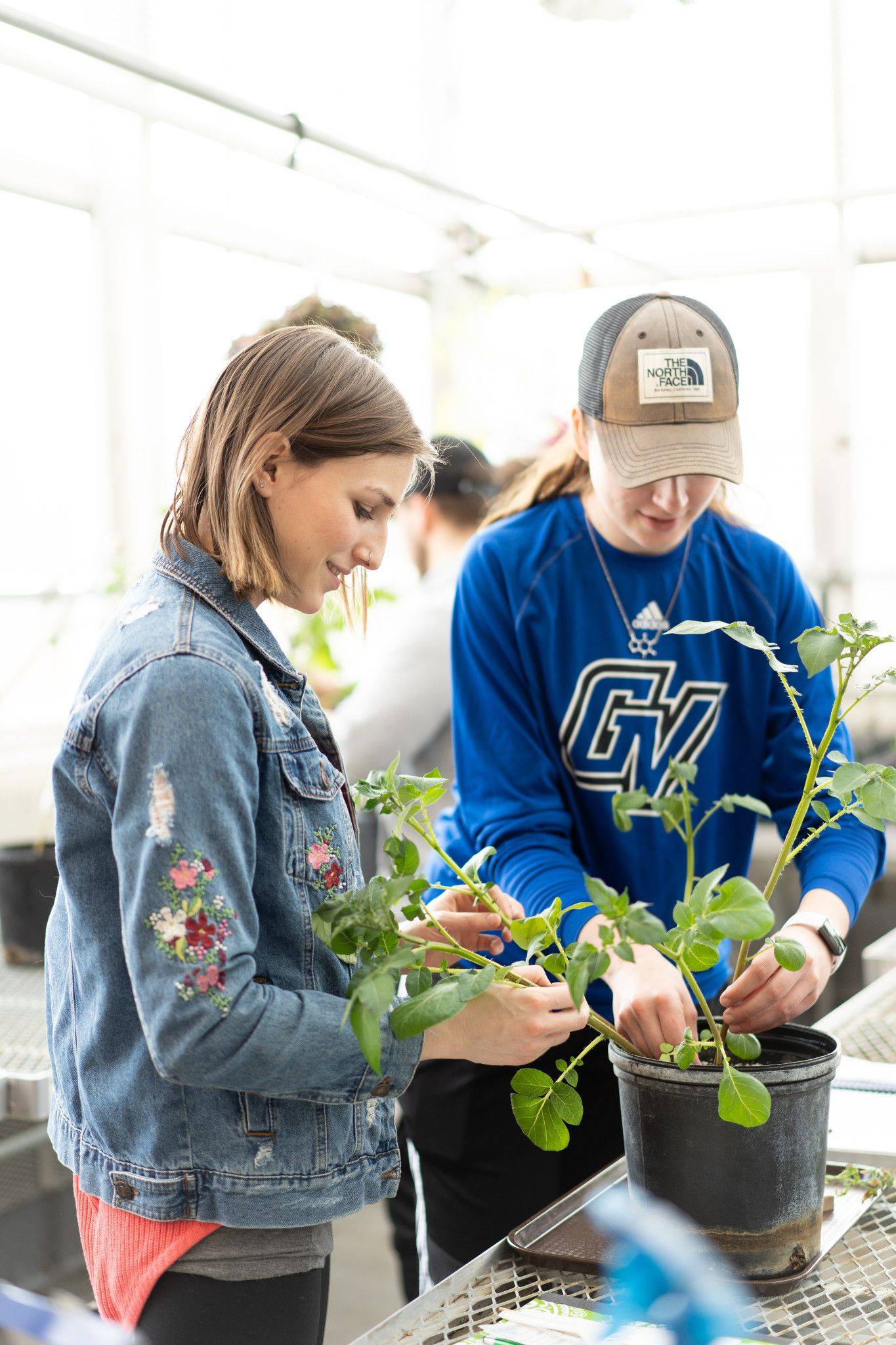 Two students treating a plant.